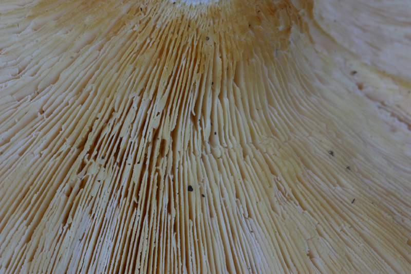 Quiz facilissimo (Lentinus tigrinus)